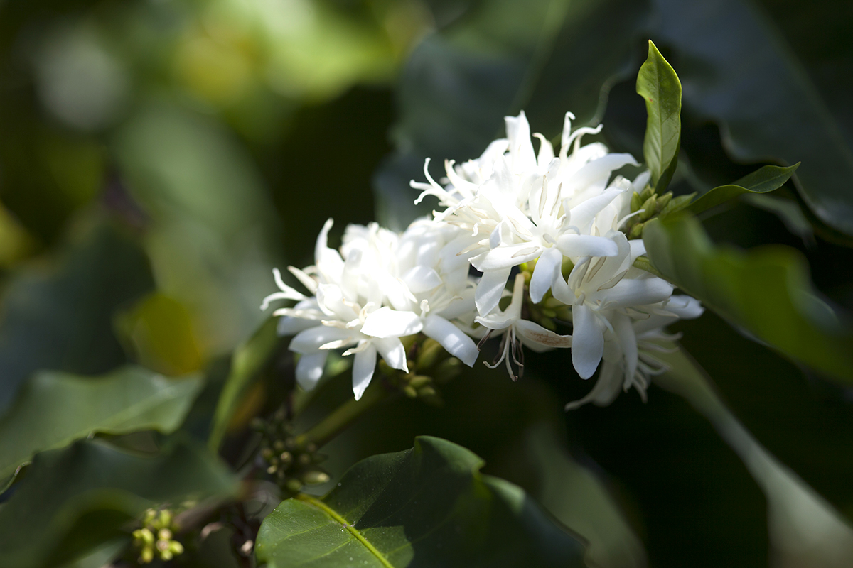 coffee flower