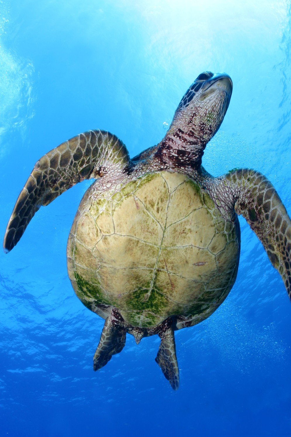 Hawaii_Papahanaumokuakea_Marine_National_Monument_World_Heritage_site