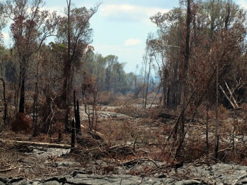kilauea_volcano_lava_flow_Puna_Big_Island
