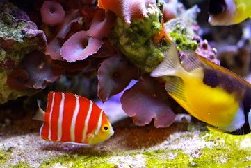 Hawaii_Oahu_Waikiki_aquarium_fish