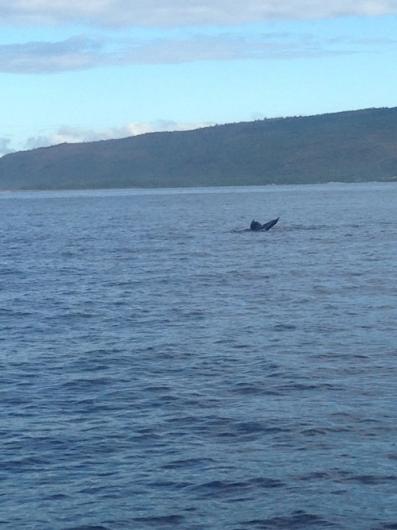 Source_Stevey Still_Holo Holo Charters_09