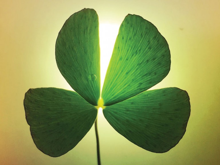 Four Leaf Clover Hawaii