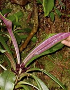 Hawaii_Oahu_endangered species_