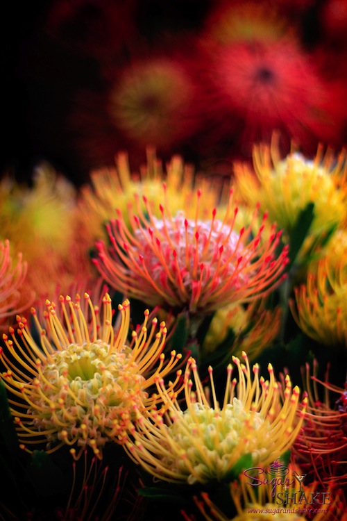 maui_county_ag_agricultural_fest