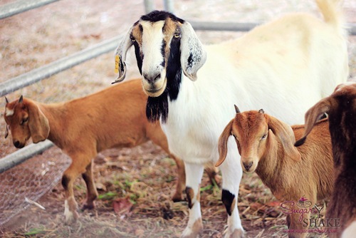 maui_county_ag_agricultural_fest
