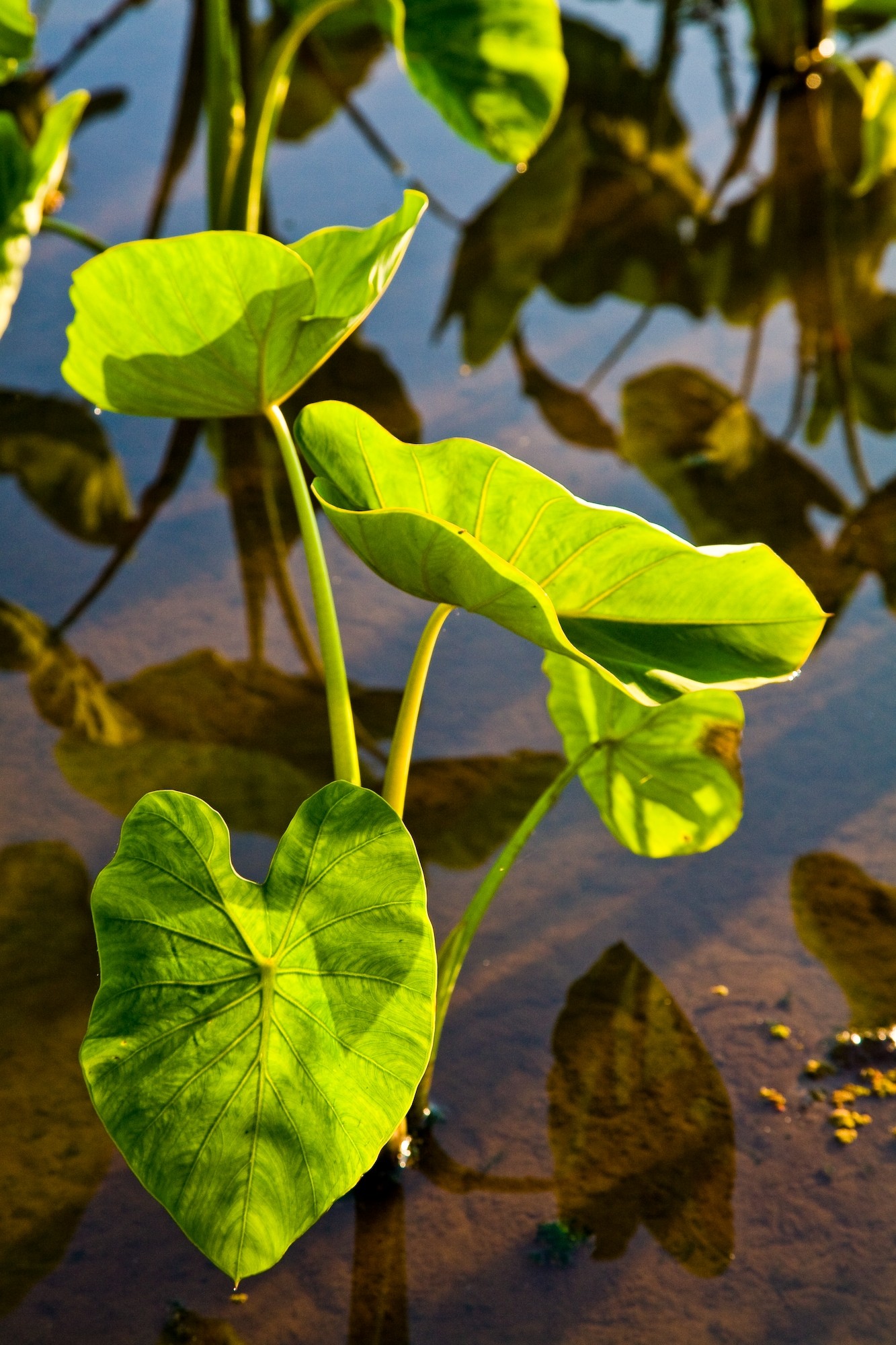 Hawaii_Maui_taro_poi_Polynesian_Hawaiian