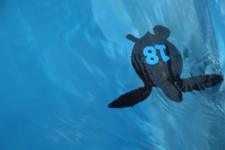 Turtle Hatchling 2015 (2)(1)