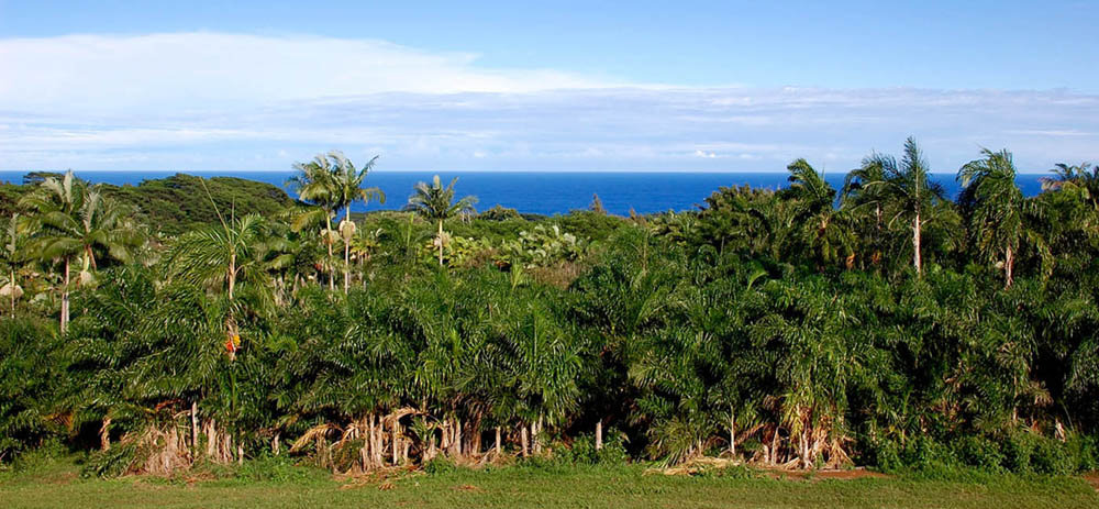 WAGPeachPalms_OceanView