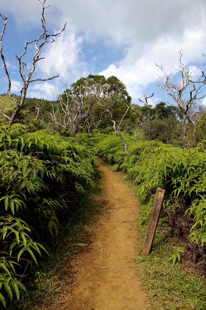 waihee ridge trail maui