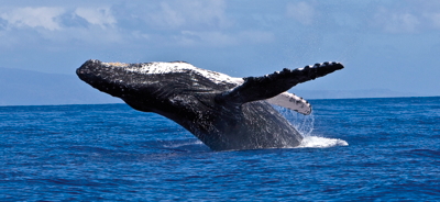 Hawaii_humpback_whale_watching_season_begins_Maui Hawaii_humpback_whale_watching_season_begins_Maui