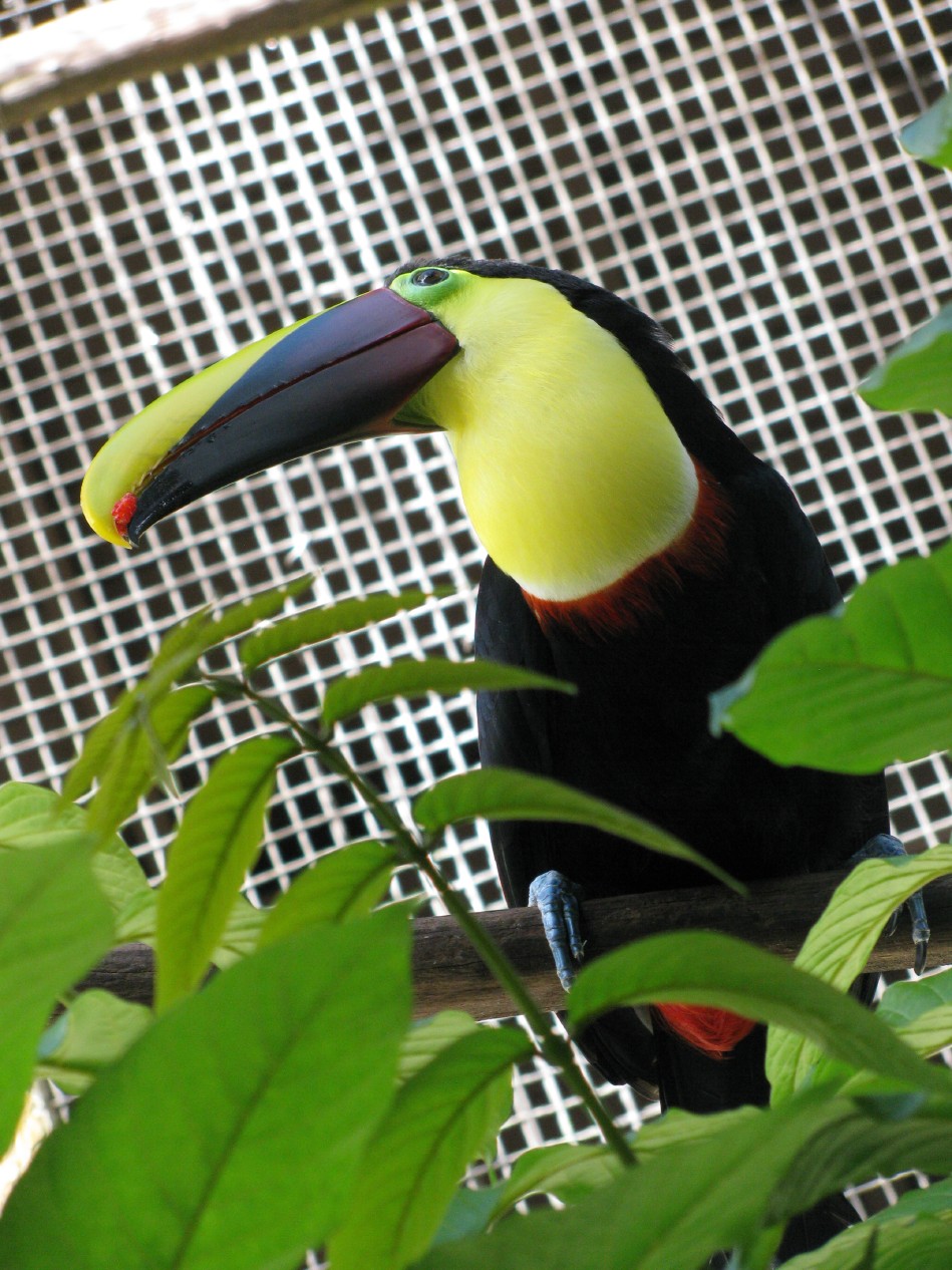 rainforest_zoo_Hawaii_draws_visitors_Big_Island