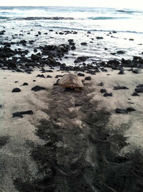 hawaii_volcanoes_national_park_impact_grant_benefits_hawksbill_honuea_turtle hawaii_volcanoes_national_park_impact_grant_benefits_hawksbill_honuea_turtle