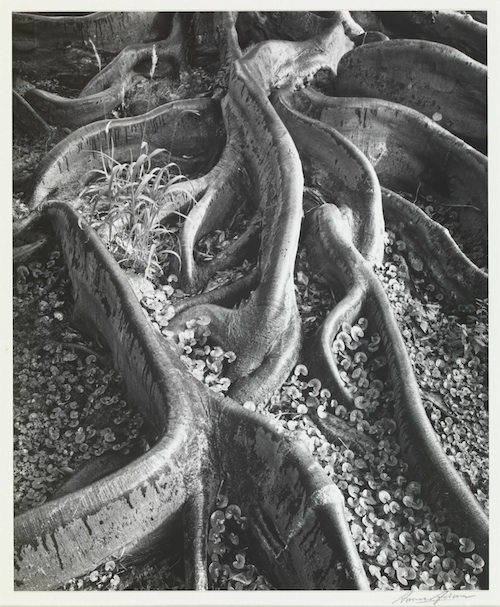 georgia_okeeffe_ansel_adams_hawaii_pictures_final_weekend_Honolulu_museum_art georgia_okeeffe_ansel_adams_hawaii_pictures_final_weekend_Honolulu_museum_art