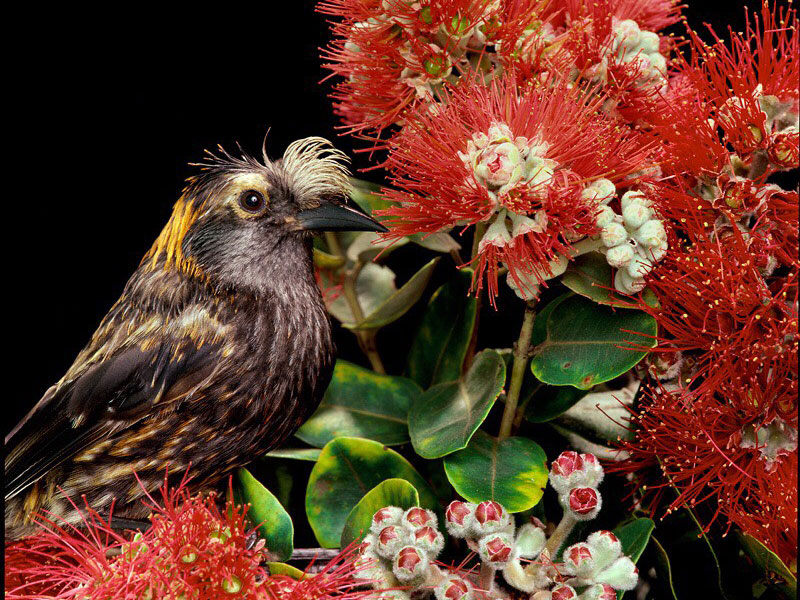 bird-with-red-ohia-hed