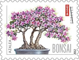 bonsai1