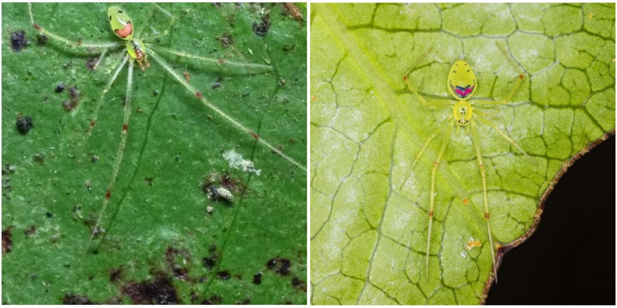 happy face spiders hawaii