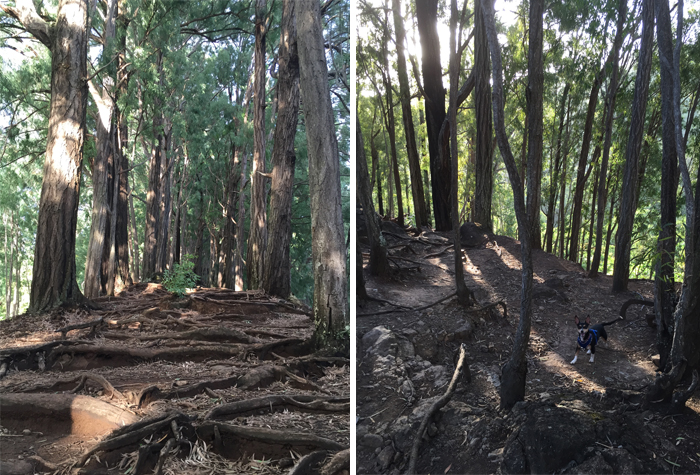 makiki valley loop trail oahu