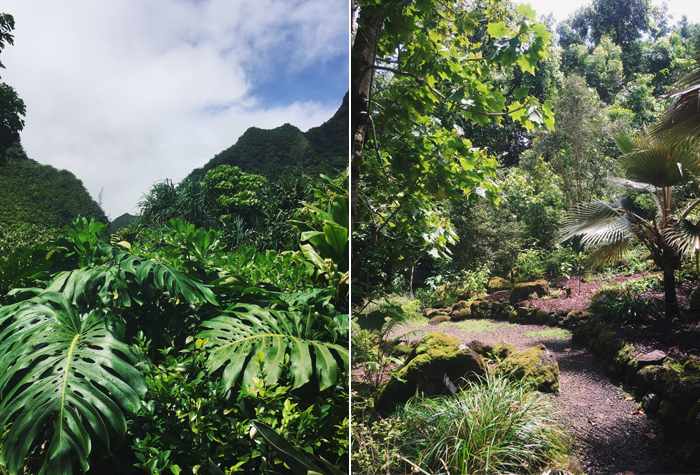 limahuli garden native forest