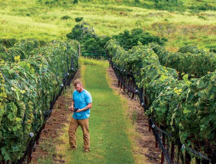 maui wine tours