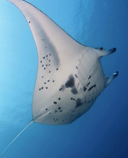 manta rays hawaii