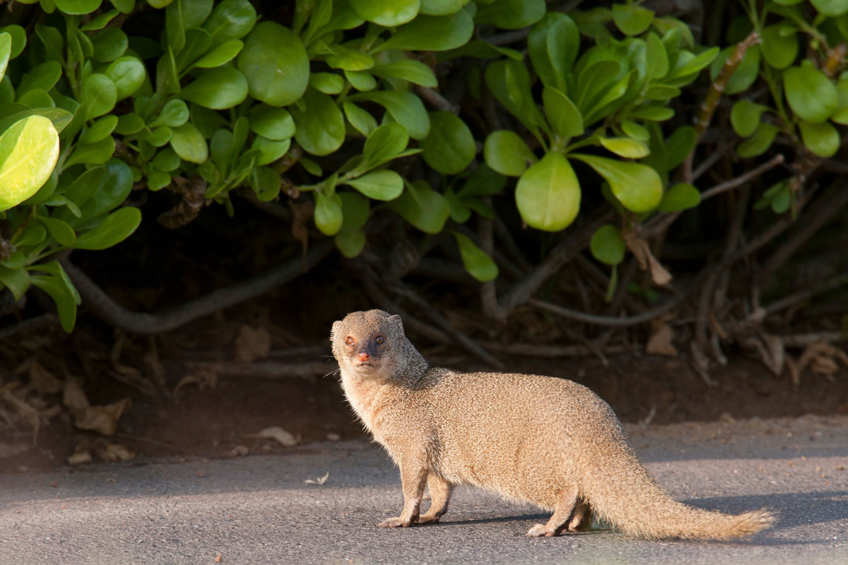 mongoose