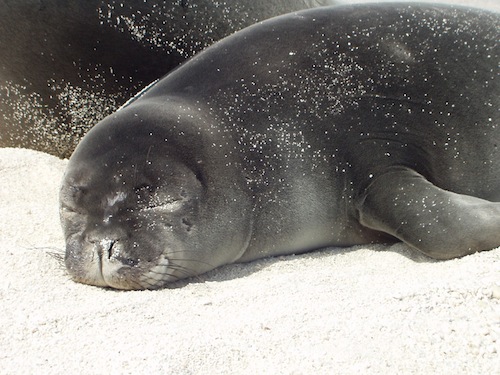 kailua-kona_monk_seal_hospital_ke_kai_ola_opens