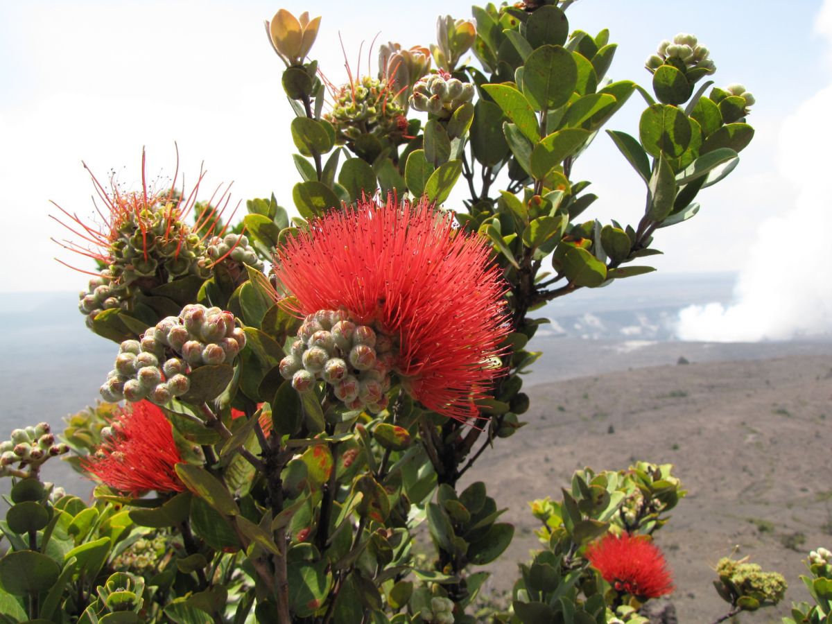 ohia lehua