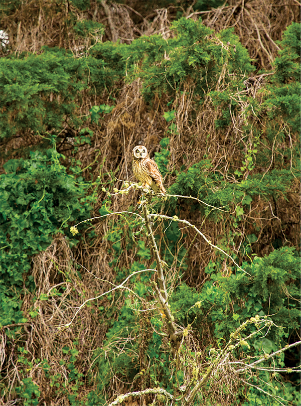  /><figcaption><em>Photo: Jack Wolford</em></figcaption></figure>
</div>
<p>A photographer’s success is determined by luck, says Wolford, and a camera ready and raring to go at any given second. “The birds cover huge distances in a couple blinks of an eye,” he says. “It’s really opportunistic.”</p>
<p>Wolford’s personal connection to these majestic birds goes beyond the lens. “It’s our family’s <em>aumakua</em>,” he says. Aumakua in Hawaiian culture are family gods that take the shape of animals, such as sharks, lizards and, in this case, owls. <em>Moolelo</em> (traditional Hawaiian stories) tell how these aumakua act as guardians of the families connected to them. And <em>olelo noeau</em> (Hawaiian proverbs) are often shared, such as <em>Ano lani; ano honua</em> (A heavenly nature; an earthly nature). This proverb was “said of some aumakua who make themselves visible to loved ones by assuming an earthly form … yet retain the nature of a god,” according to historian Mary Kawena Pukui in her book <em>Olelo Noeau: Hawaiian Proverbs and Poetical Sayings</em>.</p>
<div style=