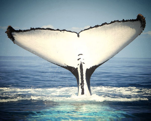 how to donate whale photos hawaii