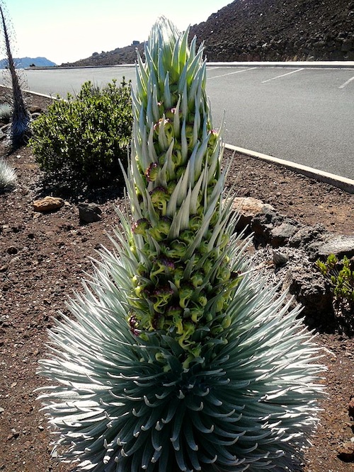 haleakala_national_park_silversword_plants_blooming