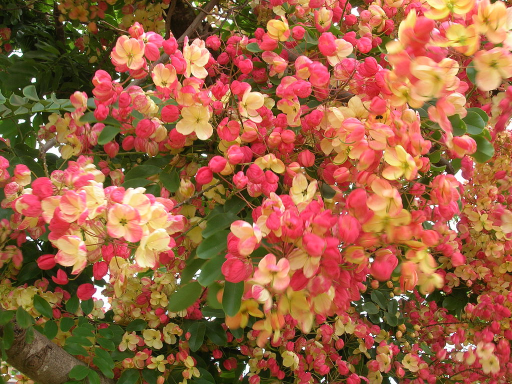 rainbow shower tree
