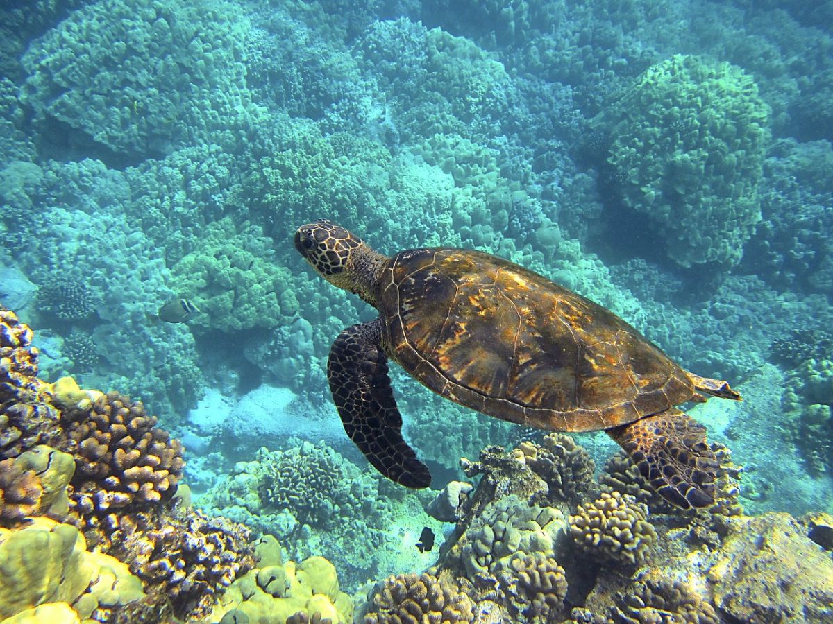 sea turtle hawaii