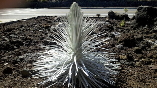 haleakala_national_park_silversword_plants_blooming