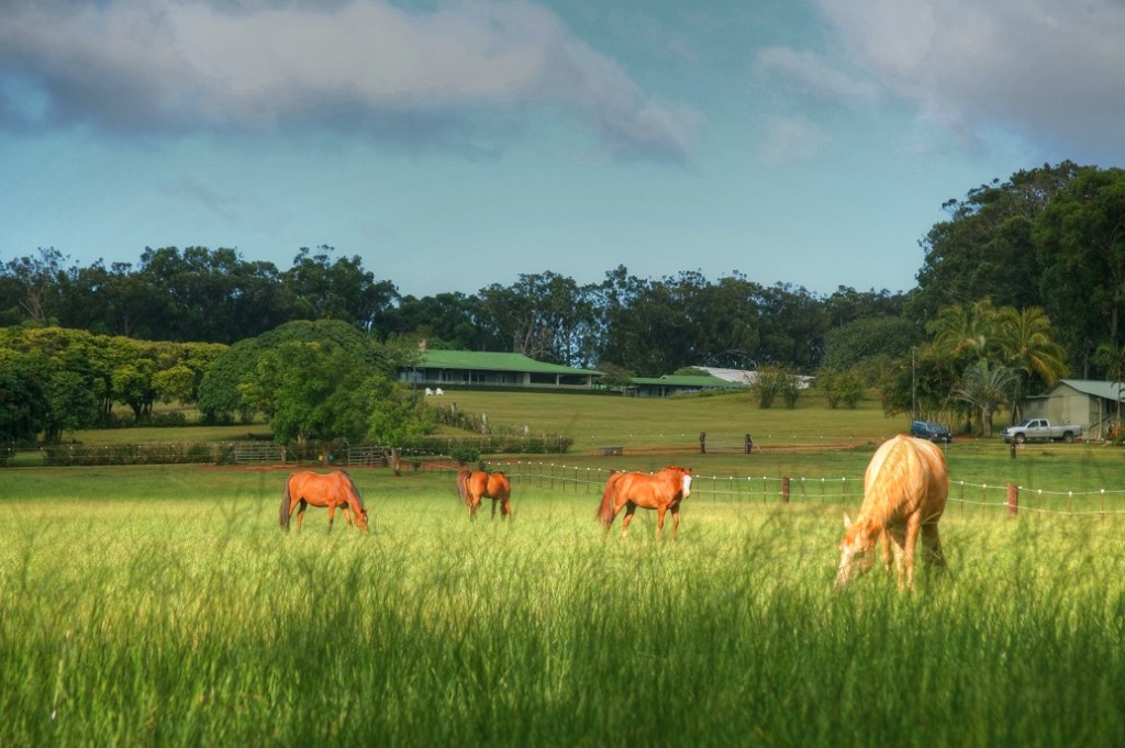 sunset ranch north shore oahu