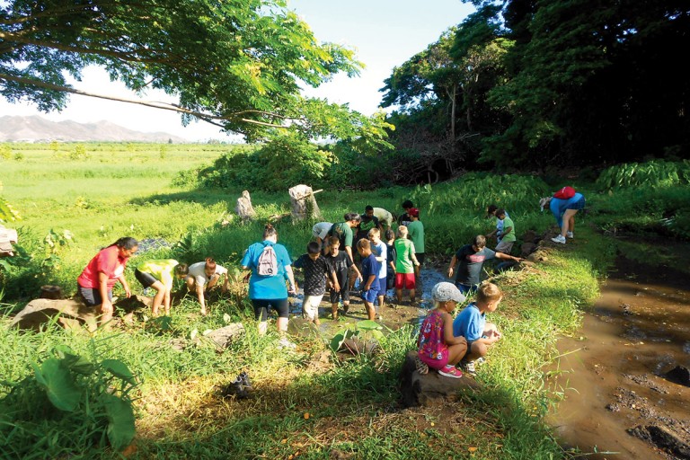 volunteers-in-lo'i-kalo