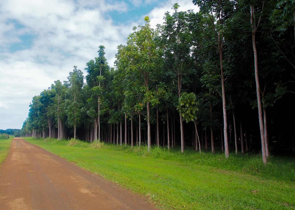 wai koa loop trail kauai