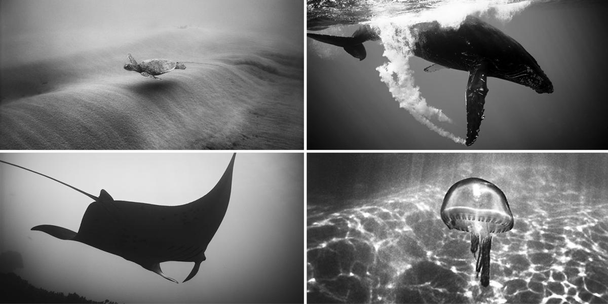 wayne-levin-underwater-photography-animals-hawaii