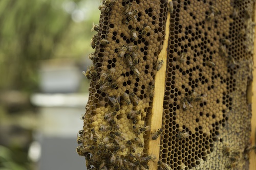 Hawaii_Oahu_Bees_Pollination