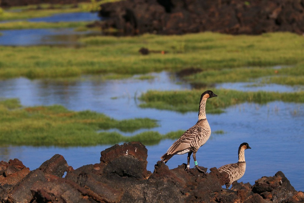 Anchialine Ponds Waikoloa
