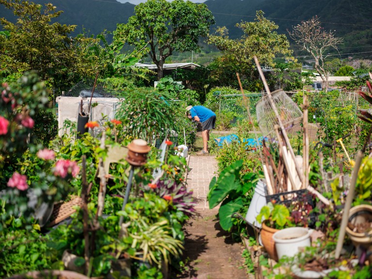 Him2104 Ay Community Gardens Manoa 7764