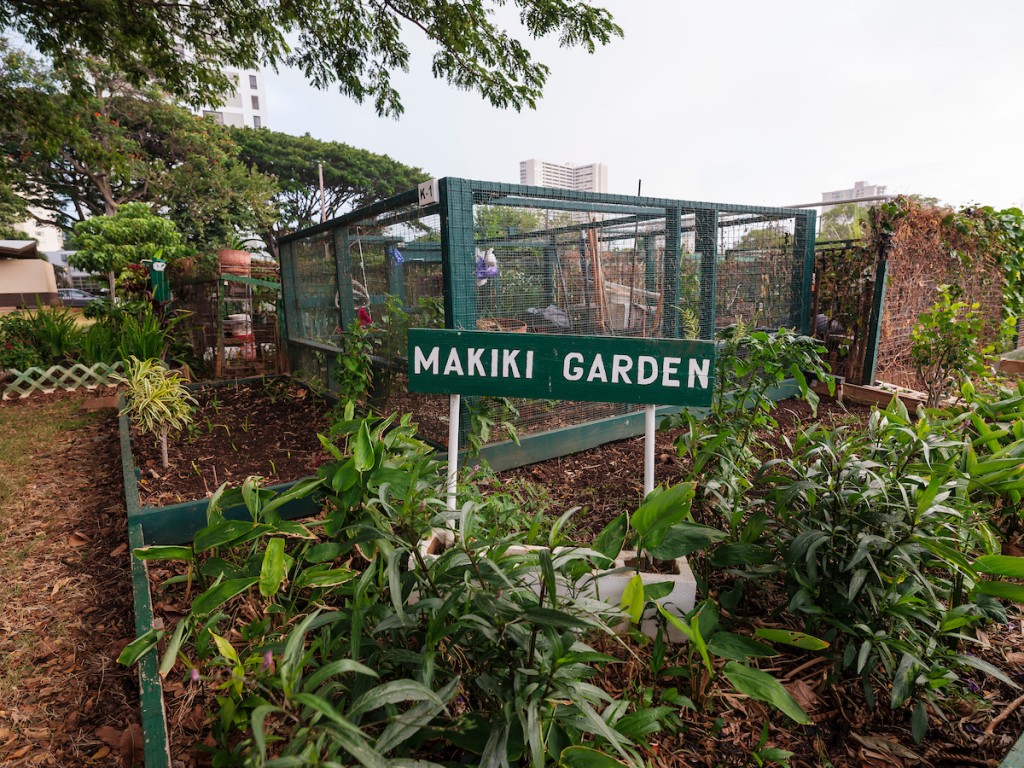 Him2011 Ay Makiki Community Garden 0890