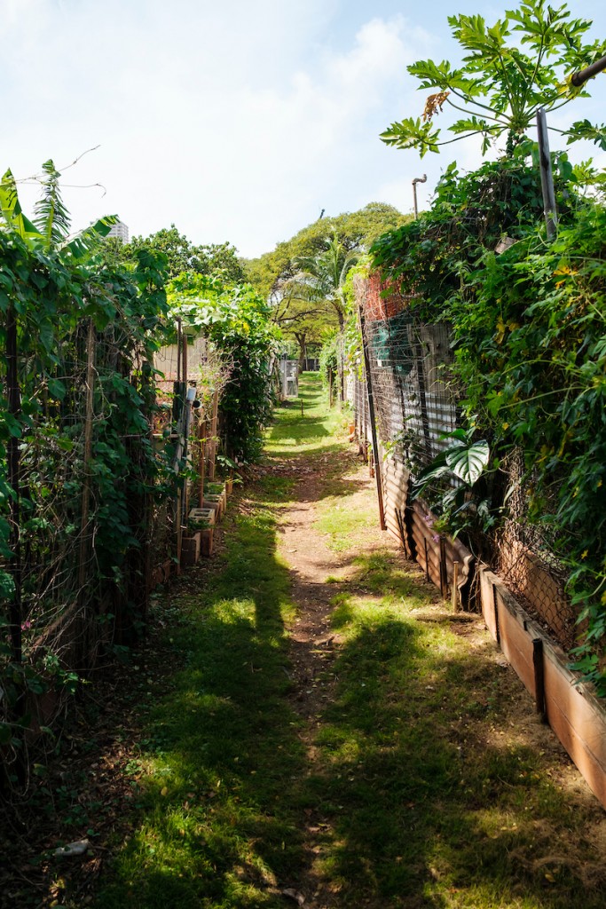 Him2104 Ay Community Gardens Ala Wai 2760