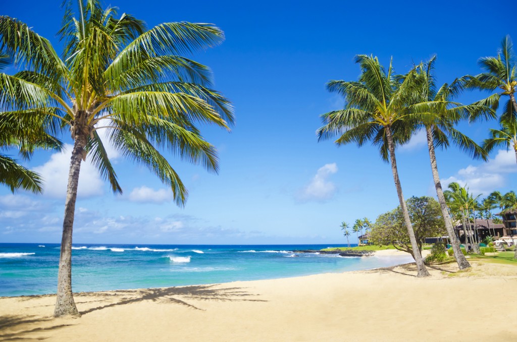 Palm Trees On The Sandy Beach In Hawaii