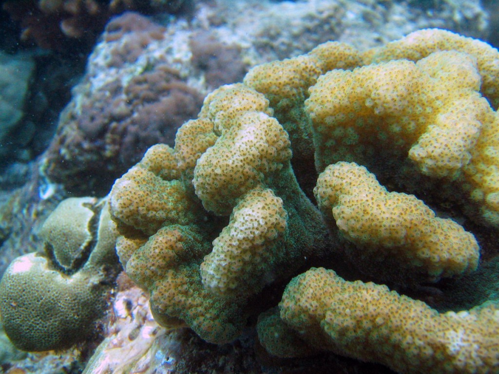 Cauliflower Coral