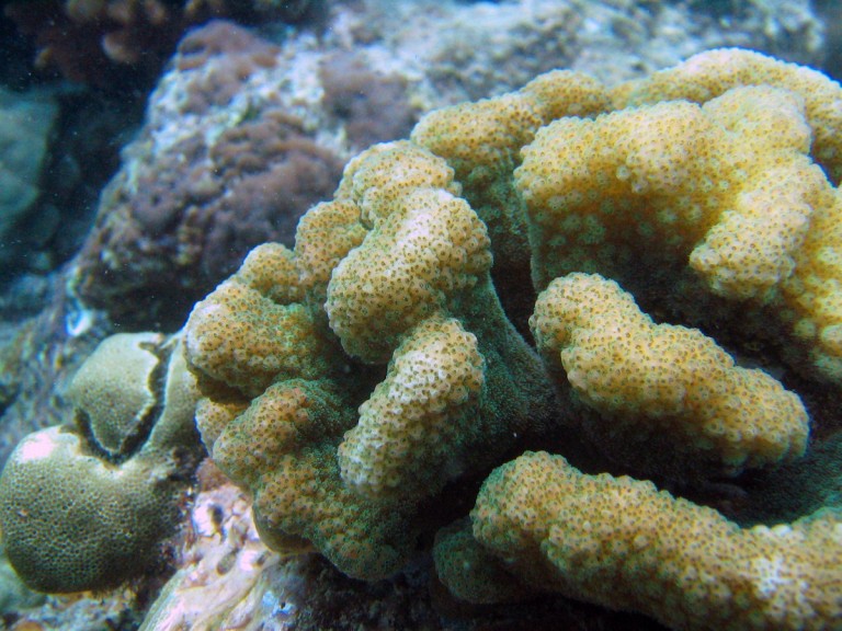 Cauliflower Coral