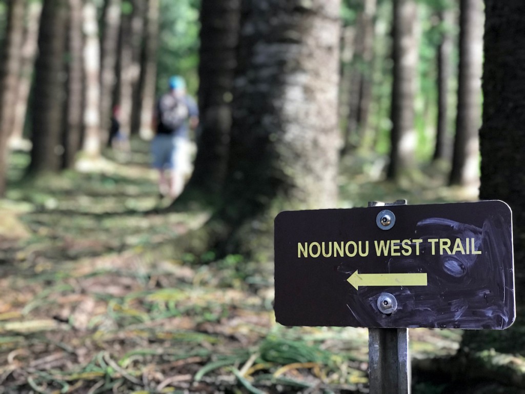 Man Hikes Nounou (sleeping Giant) West Trail, Through Giant Norfolk Pine, Kauai, Hawaii