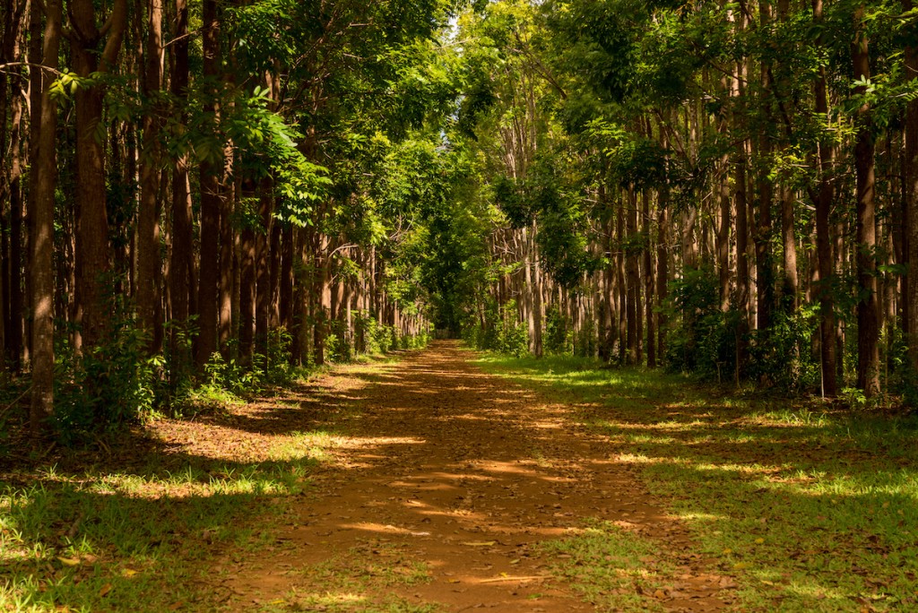 Mahogany Plantation And The Wai Koa Loop Trail In Kauai, Hawaii
