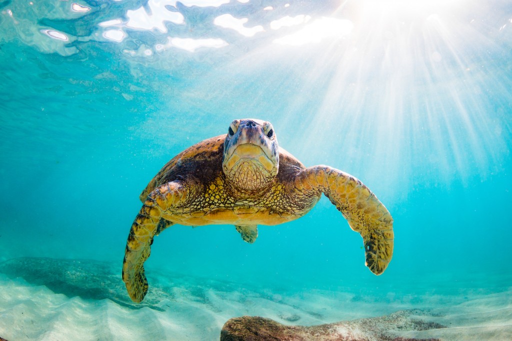 Beautiful Hawaiian Green Sea Turtle