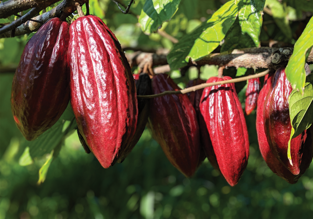 Lavaloha cacao pods