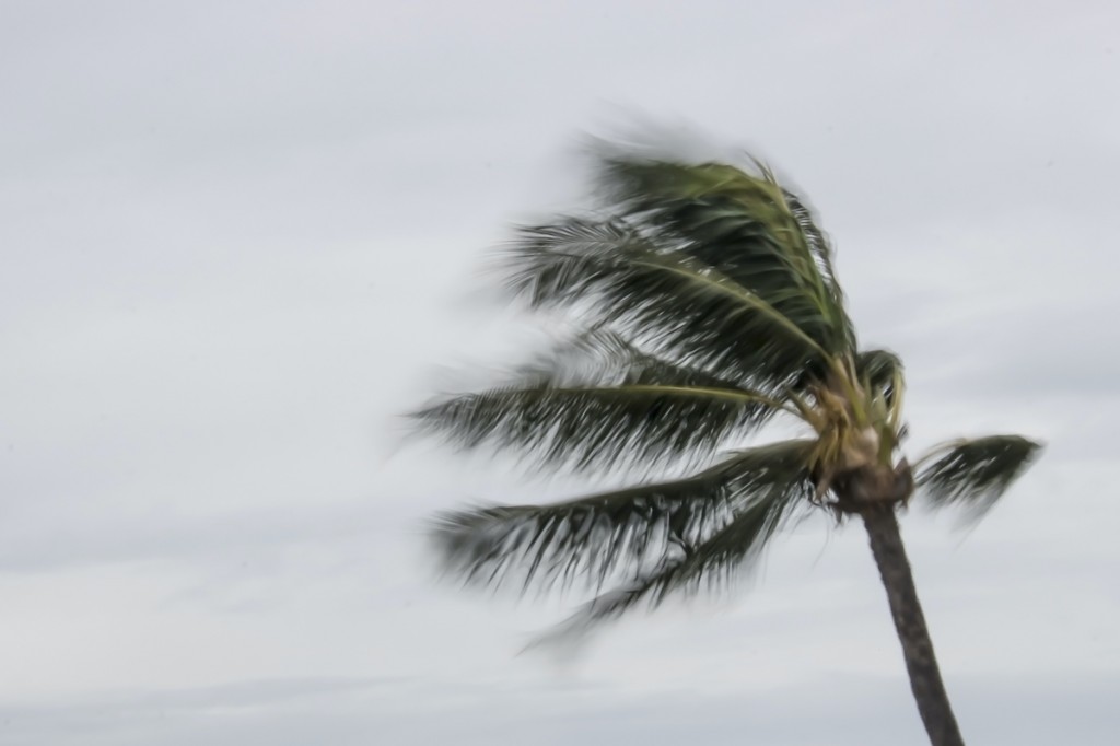 Blowing Palm Tree During Storm In Hawaii